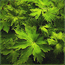 зелёный квадрат с обыкновенным сельдереем